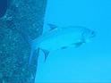 tarpon 2-2